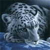 Взаимный фолловинг, RuFollowBack