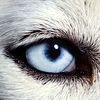 Взаимный фолловинг, RuFollowBack