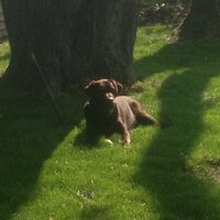 Shane Kelly (@shanomac83) 's Twitter Profile