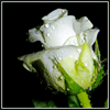 Взаимный фолловинг, RuFollowBack