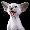 Взаимный фолловинг, RuFollowBack