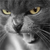 Взаимный фолловинг, RuFollowBack