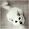 Взаимный фолловинг, RuFollowBack