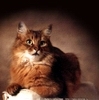Взаимный фолловинг, RuFollowBack