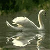 Взаимный фолловинг, RuFollowBack