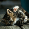 Взаимный фолловинг, RuFollowBack