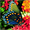 Взаимный фолловинг, RuFollowBack