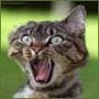 Взаимный фолловинг, RuFollowBack