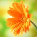 Взаимный фолловинг, RuFollowBack