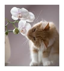 Взаимный фолловинг, RuFollowBack