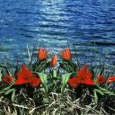 Взаимный фолловинг, RuFollowBack