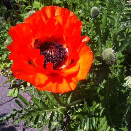 DalyanYu's profile picture. 