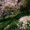Взаимный фолловинг, RuFollowBack