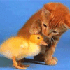 Взаимный фолловинг, RuFollowBack