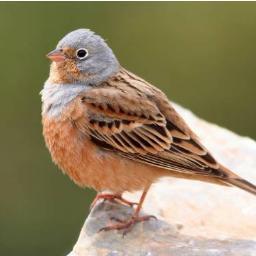 tweetybird544's profile picture. 