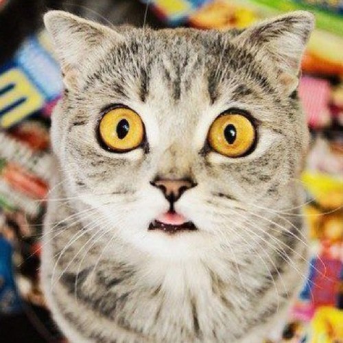 Algernon_LEX's profile picture. Live up to the maximum unless you wanna die regretting.