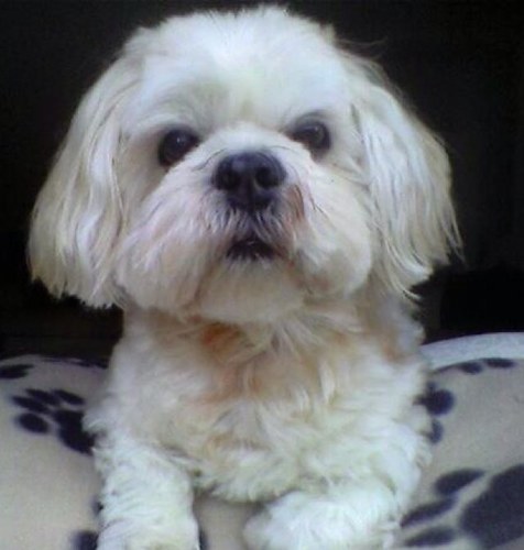 llordo's profile picture. The offical twitter for laureen mullan