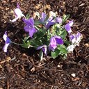 Smiley - @SmileyRobyn - Twitter