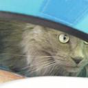 Eileen McCann - @vegan_eileen - Twitter