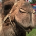 Doug Habben (@dhabben4) Twitter profile photo Doug Habben (@dhabben4) Twitter profile photo