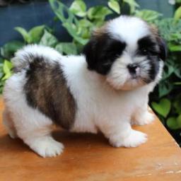 Kami menjual macam...macam Anjing Lucu minat? info hub; 085340620947