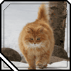 Cat Lover