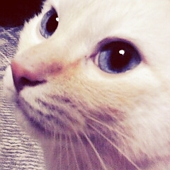 dombraco's profile picture. LOVE→アイドル緩追い/Onepiece/進撃の巨人/ヒロアカ/学マス/銀魂/海外ドラマ/モンハンなど。アイドルやアニメ、子育て等ごちゃ混ぜのオタ垢兼雑多垢。