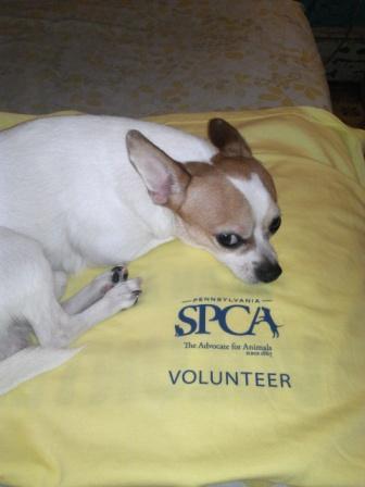 PSPCAVolunteers's profile picture. 