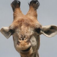Noel Keijsers (@noelkeijsers) 's Twitter Profile