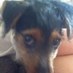 Pat Scott (@cakehound) Twitter profile photo