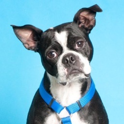 Boston Terriers Rule!  Also, all dogs.