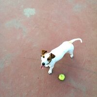 tatalevo (@tatalevo) 's Twitter Profile