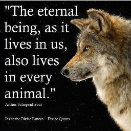 deborahjmills's profile picture. Dedicated to fighting the fight for Animal Rights