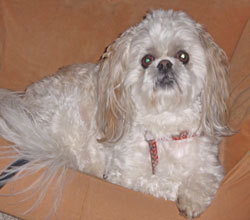 Switching to a personal profile as am retiring my website as of 1/1/2014. Former health care professional - current volunteer for groups dedicated to dogs