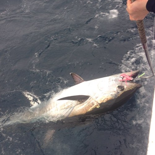 SJakeSharpe's profile picture. LSU born. NC State raised. Wilmington Rowdy Gentleman.