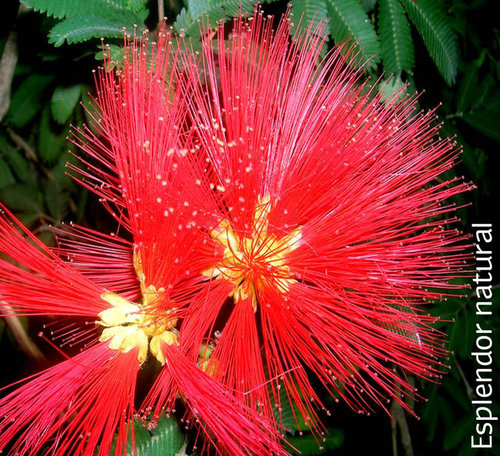 Esplendor Natural | esplendor natural esplendornat twitter Esplendor Natural | esplendor natural esplendornat twitter