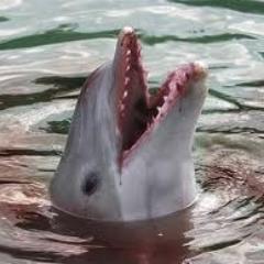 True Miami DolPhan!
