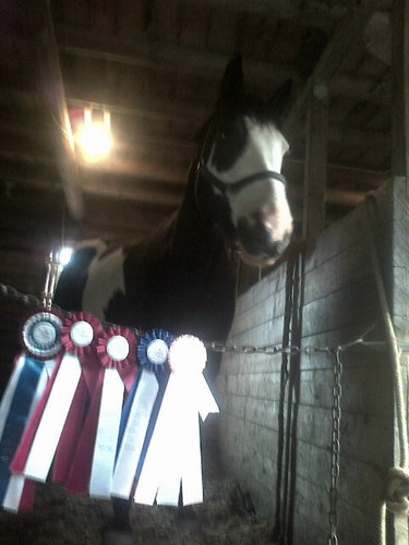 I mean, we wear expensive pants and jump over shit. I think that certifies us as classy badass motherfuckers. #equestrians