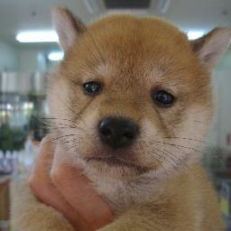 ごく普通の日本人、秩序正しく礼節のある日本が大好き！何事も真面目で一生懸命に努力するが目標　自衛隊は早期に国防軍へ、戦争は絶対反対、平和ボケも根絶へ　危機感は持つが自らは暴力は振るわない。