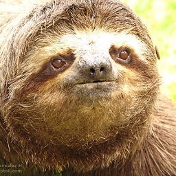 The original Sloth account | Contact: TwttrBusiness@gmail.com