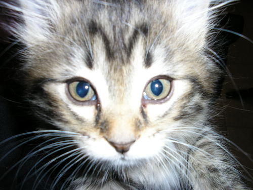 I'm a princess, soft, fluffy.. a little overweight, never shy about begging for hooman food. Love me on my terms ♥