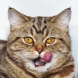 Meet my cutest and funny Rocky, Toffee and Coco cats and her kittens. New video every Tuesday & Friday!