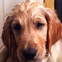 Marcella Wells - @doxielover76 - Twitter