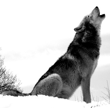 The Alpha Wolf of the necromancing pack of Rithrikian. hated enemy #LegacyWolfPack #Single