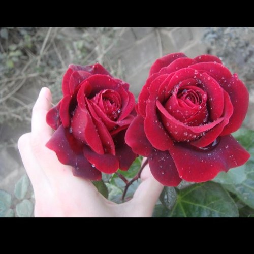 أحبك ربي ❤️ معلمة أحباب الله 🧒🏼👧🏼 اللهم أنفعني بما علمتني وعلمني ماينفعني وزدني علما .. يارب أجعلني مباركه أينما كنت 🌹