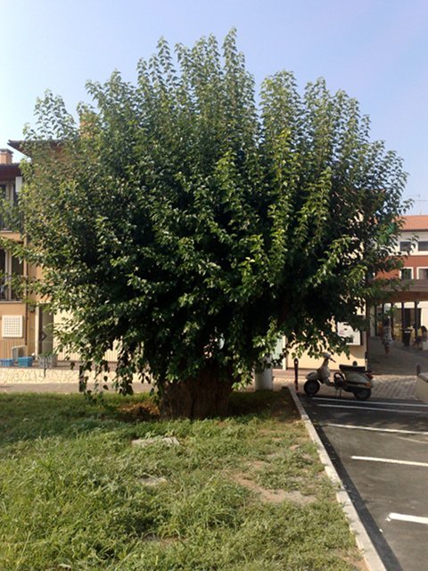 ilgelso's profile picture. Il Gelso di ALONTE