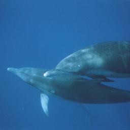 teamccs's profile picture. 