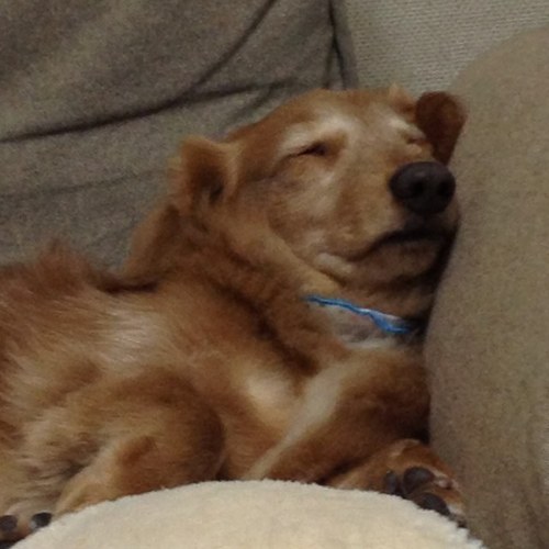 saaadahme's profile picture. 暴言吐き用。