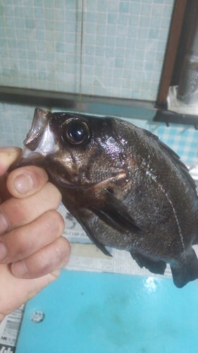 メバル釣りと、浜田省吾が好きな者でしす