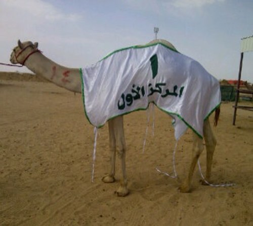 moody23245277's profile picture. الوفاء هو :: أن تعجز عن الخيانه رغم قدرتك عليها ..♥